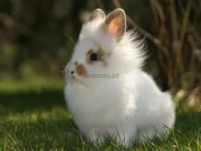 Корм для кроликов Little One, купить в интернет-магазине Филя с быстрой  доставкой в Санкт-Петербурге