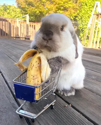Купить декоративного кролика в зоомагазине | Интернет магазин ГиперЗоо