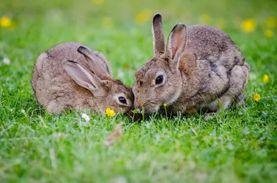 Немного кроликов в ленту(20 фото) | Пикабу