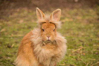 Чем кролик отличается от зайца