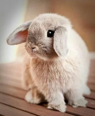 Картинки милых кроликов - 81 фото