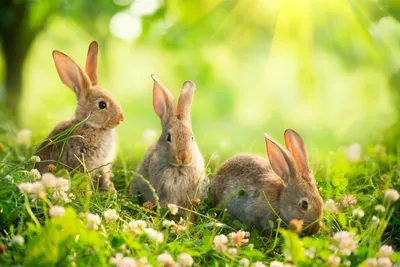 Кролики – это не только ценный мех. Житель Дрогичина поделился секретами  кролиководства - Драгічынскі веснік