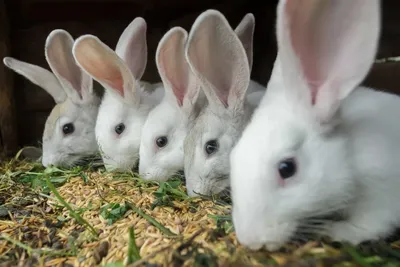 Набор из 3 кроликов Bunny Family – в стильном интернет-магазине DECORAHOLIC