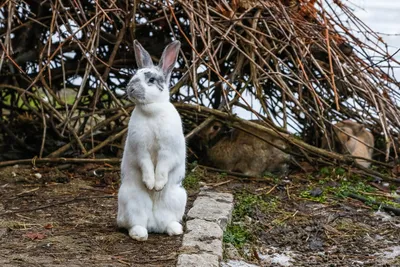 12 жутких фото кроликов, которые доказывают, что они не всегда такие милые