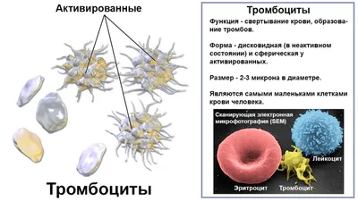 https://odessa.online/ru/k-rozhdestvu-v-odesse-proveli-prazdnichnuyu-aktsiyu-po-sdache-donorskoj-krovi-foto/