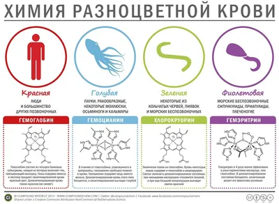 Кровь: состав и функции