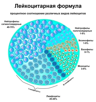 Анализы крови на антитела к вирусам и бактериям - Медицинский центр  «Аква-Минск»