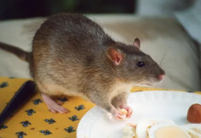 Картинки крыс и мышей фотографии