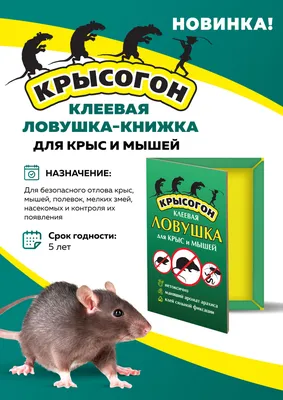 Гранулы от крыс и мышей с запахом ореха 100г купить с доставкой в МЕГАСТРОЙ  Россия
