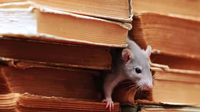 Средство от крыс и мышей ЭкстраФлор 10 г купить недорого в  интернет-магазине товаров для сада Бауцентр