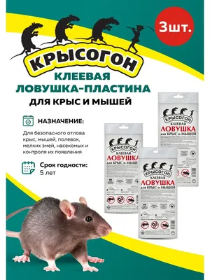 Родентицид Чистый дом зерновая приманка от крыс мышей 100 г цена