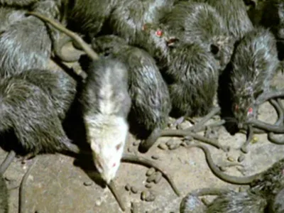 От крыс, мышей с эффектом мумификации Крысиная смерть № 1 - Пластиком