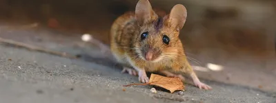Отпугиватель крыс и мышей ЭлектроКот - Цена, фото, отзывы