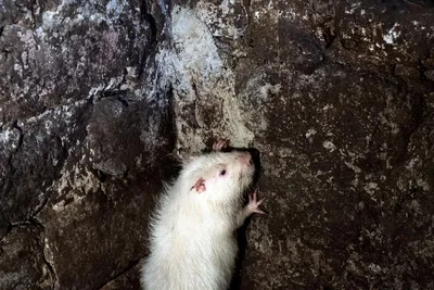 Приключения грызунов: Лучшие мультфильмы про мышей и крыс - OKKOLOKINO