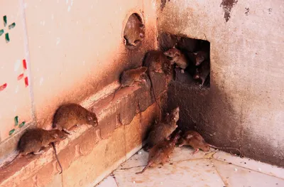 Как понять, что в доме появились мыши или крысы? - Экосити Дезстанция -  ЭкоСиТи Дезстанция