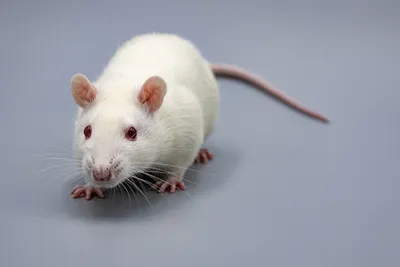Торжество серости. Интересные факты и мифы о жизни и повадках крыс |  Природа | Общество | Аргументы и Факты