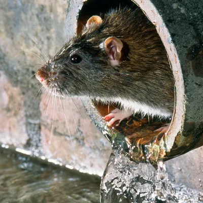 Картинки с крысами - 83 фото