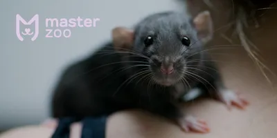К чему снятся крысы по соннику: толкование снов про крыс