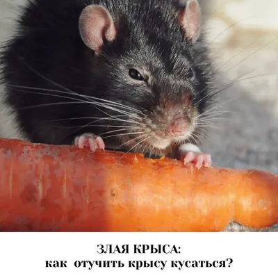 Сколько крыс живёт на Земле? | Реальные путешествия | Дзен