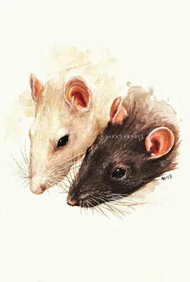 Две мультяшные крысы - 52 фото