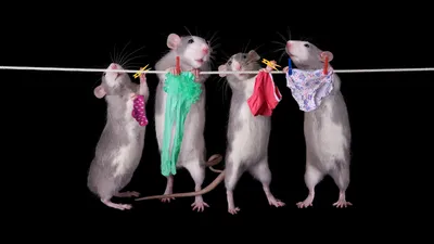 Испуганные крысы Векторное изображение ©memoangeles 157495208