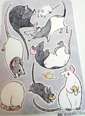 печать. векторная мультяшная крыса с сыром. сладкий грызун. персональная  мультяшная пушистая мышь. серый шерсть Иллюстрация вектора - иллюстрации  насчитывающей млекопитающее, шарж: 259089325
