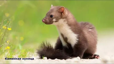 Лесная куница - Евсеев С.Н. Подробное описание экспоната, аудиогид,  интересные факты. Официальный сайт Artefact