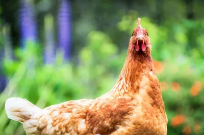 Курицы оказались эффективными биореакторами - Индикатор