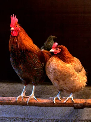 Цветное изображение курицы или курицы-курочки на белом фоне Фермерские  животные Иллюстрация вектора для детей Иллюстрация вектора - иллюстрации  насчитывающей ферма, яичко: 165449629