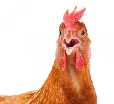 иллюстрация курицы домашней птицы PNG , курица клипарт, иллюстрация птицы,  красный Cockscomb PNG картинки и пнг PSD рисунок для бесплатной загрузки