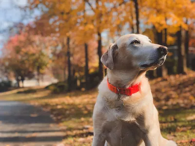 Лабрадор и золотистый ретривер: в чем отличия | Royal Canin