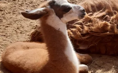 Пин от пользователя vol_lna на доске animals | Улыбающиеся животные,  Детеныши животных, Ламы