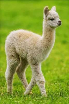 Лама (лат. Lama glama) , фотографии лам