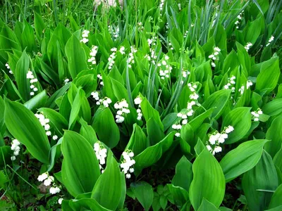 CandleScience в Казахстане, Ландыш (Lily of the Valley) | Купить в Астане и  Алматы