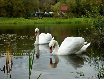 Лебеди на пруду (59 фото) - 59 фото