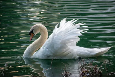А белый лебедь на пруду... | 12.01.2021 | Новости Шуи - БезФормата