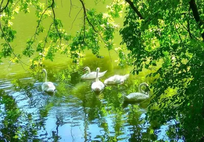 А белый лебедь на пруду..... :: Любовь К. – Социальная сеть ФотоКто
