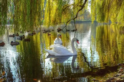 Фото красивого лебедя в парке отдыха Лебедь в пруду Стоковое Изображение -  изображение насчитывающей изумлять, птиц: 162913073