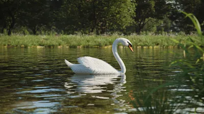 А белый лебедь на пруду... :: Александр Смольников – Социальная сеть ФотоКто