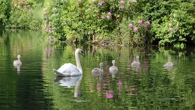 Белые лебеди и серые лебеди в пруду в парке Стоковое Изображение -  изображение насчитывающей серо, пруд: 165722047