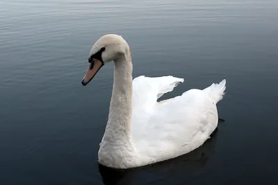 Белые лебеди на пруду — Фото №1324958