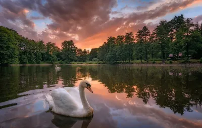 Фото красивого лебедя в парке отдыха Лебедь в пруду Стоковое Изображение -  изображение насчитывающей обще, гармонично: 162913167