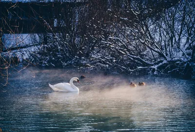 Лебедь защищает лебедей в спокойном пруду | Премиум Фото
