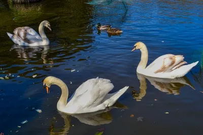 Лебеди Голубом Озере Солнечный День Лебеди Пруду Серия Природы стоковое  фото ©TSpider 473783164