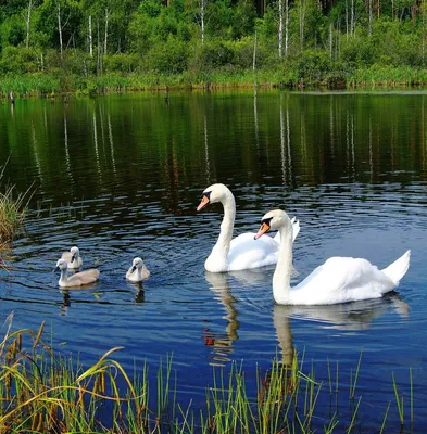 Лебеди Елисей и Любава вернулись в Летний сад после окончания зимовки