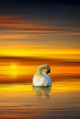 Лебеди Птицы Озеро - Бесплатное фото на Pixabay - Pixabay