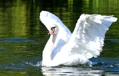 Осенью в озере плавают белые лебеди. фото высокого качества | Премиум Фото
