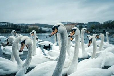 Зоопарк в Киеве показал на фото черных лебедей | РБК Украина
