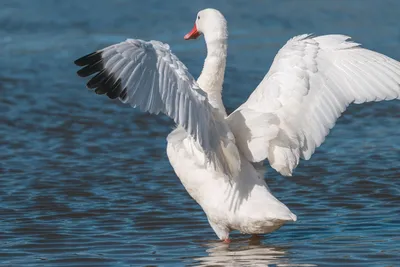 Белые Лебеди В Сверкающем Озере — стоковые фотографии и другие картинки Без  людей - Без людей, Белый, Влажный - iStock