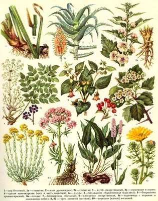 Комплекс лечебных трав и листьев на белом фоне Иллюстрация вектора -  иллюстрации насчитывающей черный, здорово: 169518977